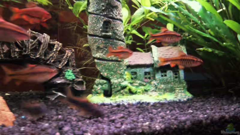 Bitterlingsbarben von BVB-Barbe (6)