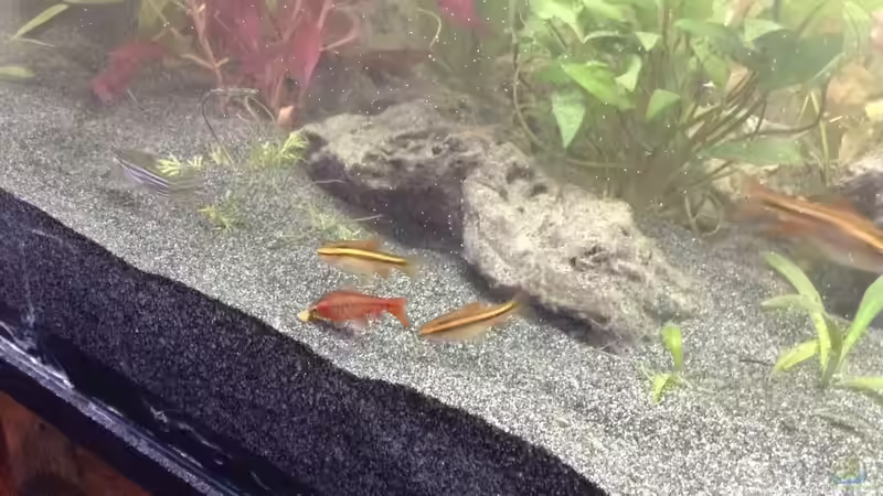 Bitterlingsbarben von Ceylon (65)