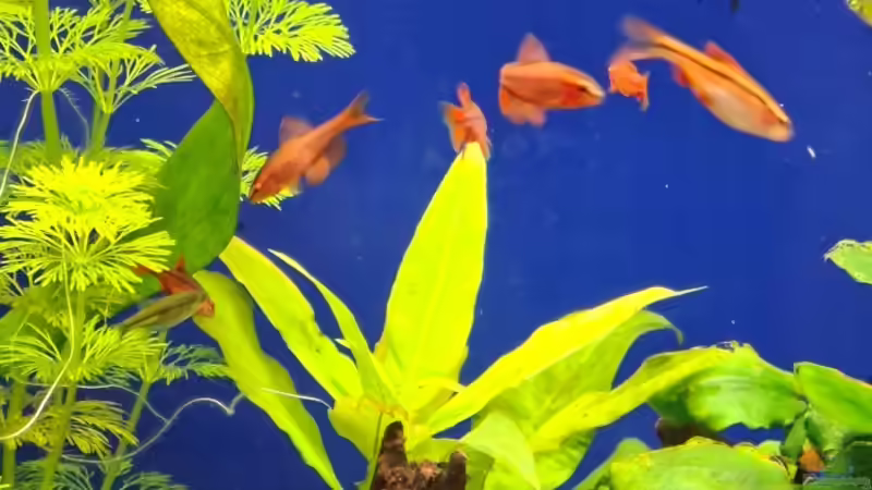 Bitterlingsbarben von ernst11 (39)