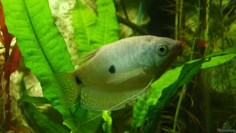 bl. Fadenfisch von Wels-fan (60)