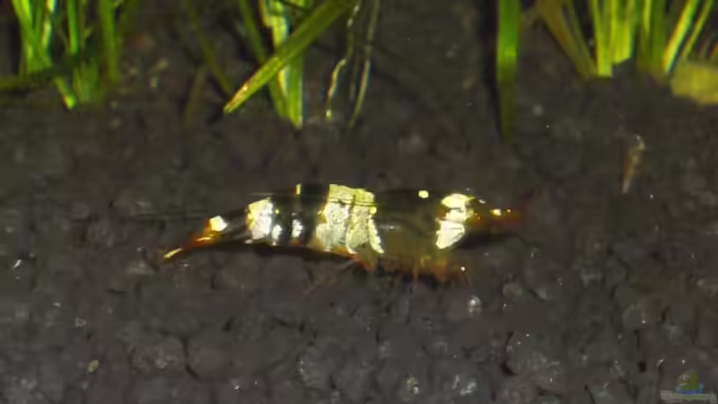 Black and White 30.09.2009 01 von Malawi TOM (54)