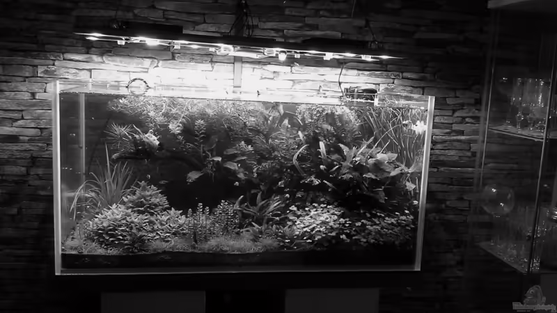 black and white von El Hein (1)