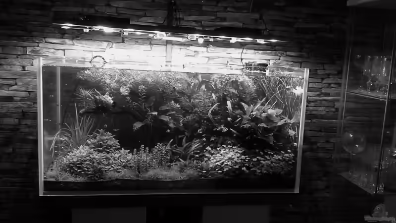 black and white von El Hein (3)