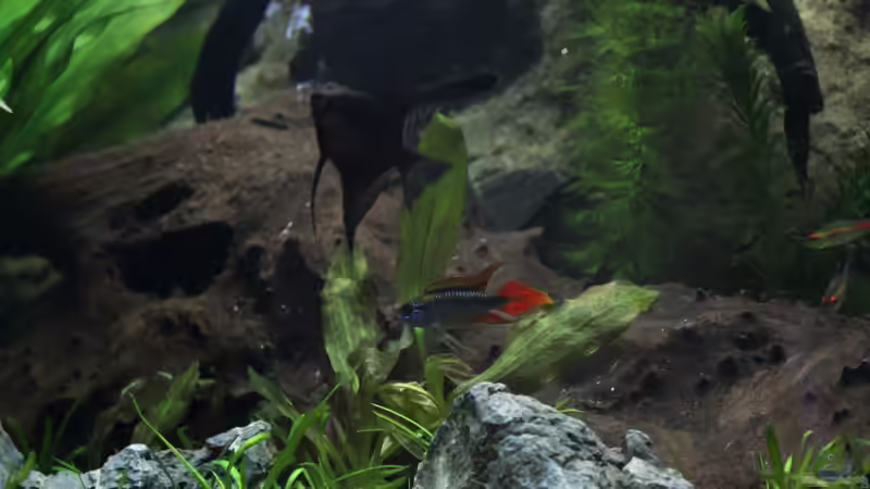 black angelfish vs. Apistogramma agazizzii von Falk (34)