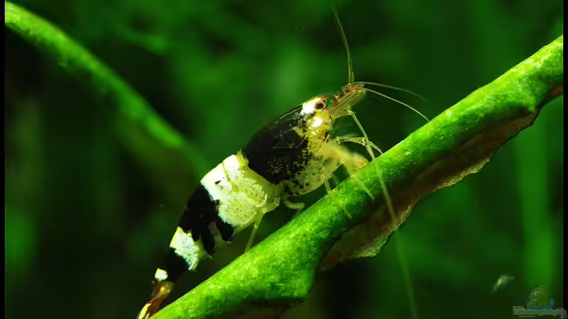 Black Bee , schwarz/wei??e Sterne im Nano !!!