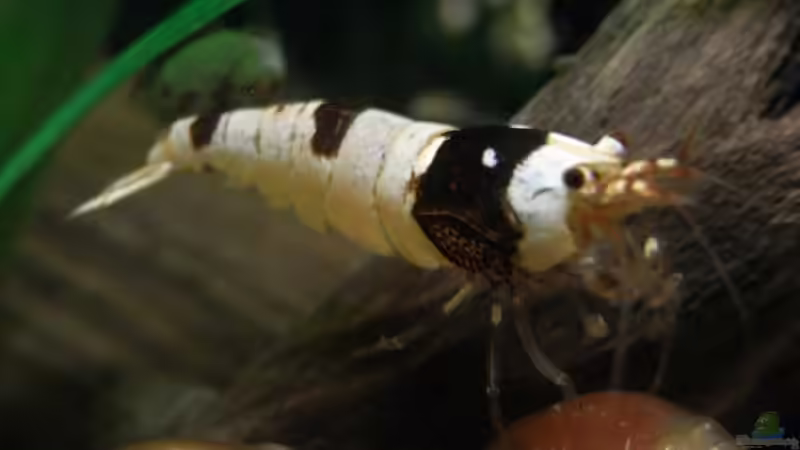 Black Bee Garnele von Lukas Szewczyk (11)