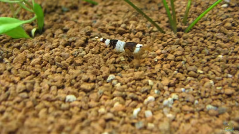 Black Bee von gestresster (Sven) (14)