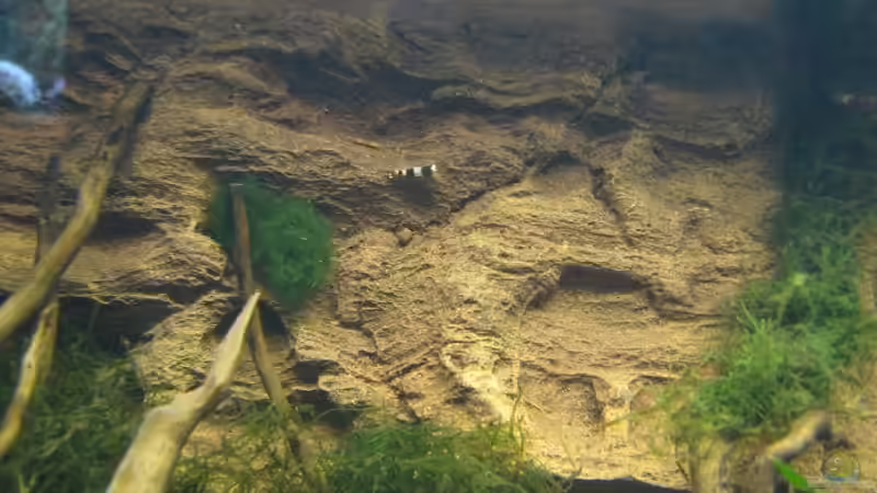 Black Bee von gestresster (Sven) (16)