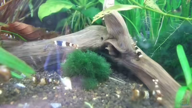 Black Bee von Wölfchen (5)