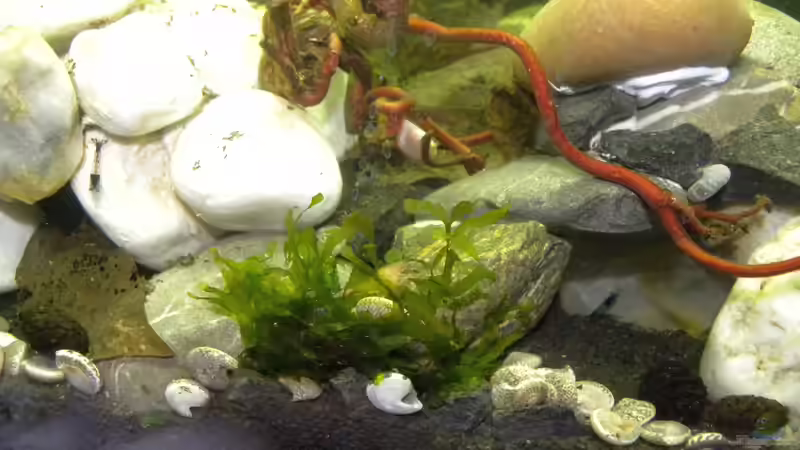 Black Carbon Rili Garnele mit blauer Posthornschnecke von did244 (25)