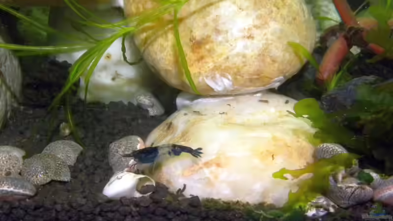 Carbon Rili Garnele im Aquarium halten (Einrichtungsbeispiele für Carbon Rili Garnelen)