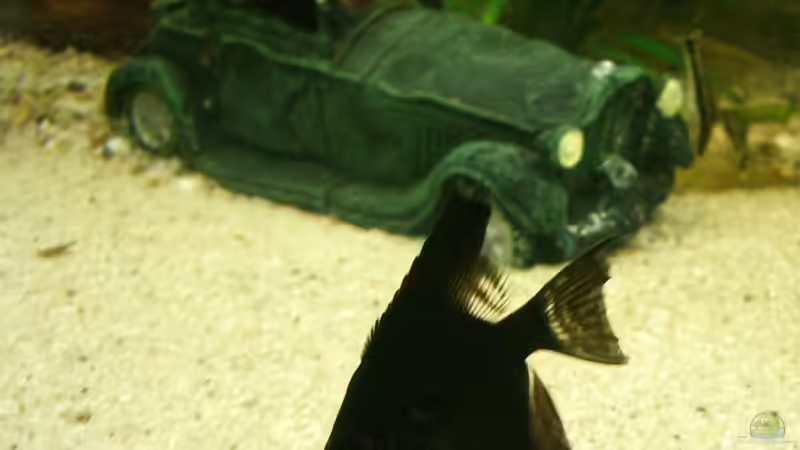 Black is beautiful! von KaSa (23)