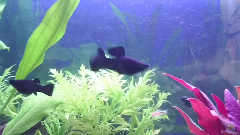 Black Molly Männchen von Sauerlandmicha (30)