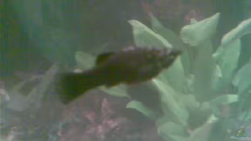 Black Molly und Schwertträger Weibchen von Sammy1981 (13)