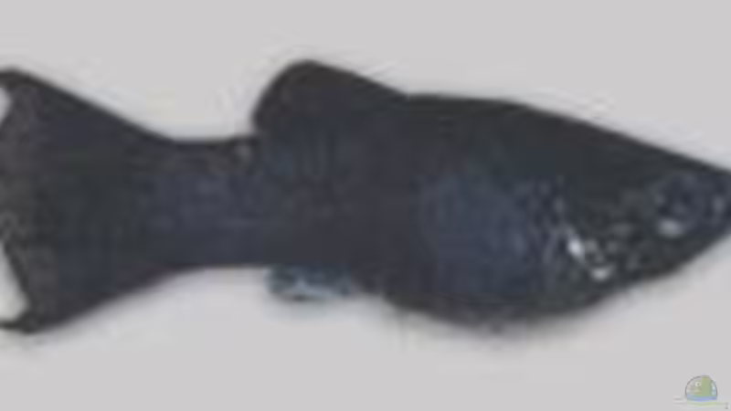 Black Molly von Björn Krüger (14)