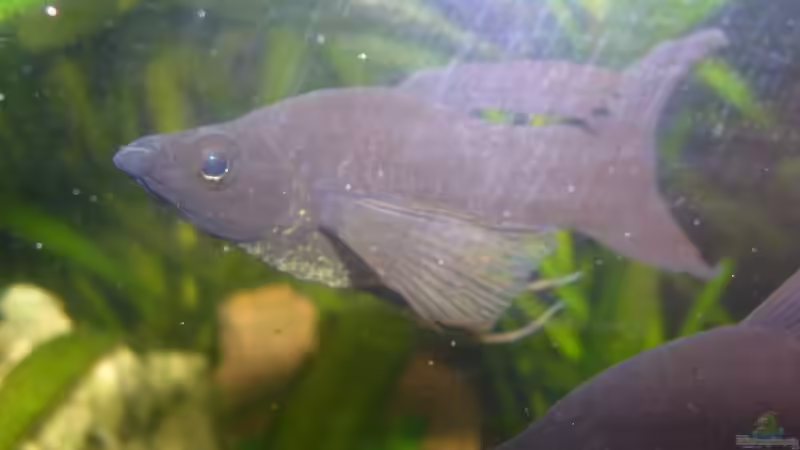 Black Molly von Lousiana (7)