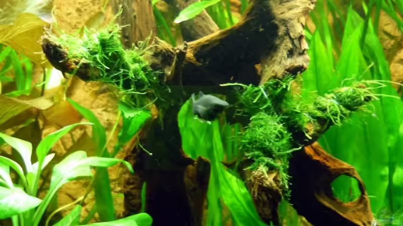 Black Mollys im Aquarium halten (Einrichtungsbeispiele für Poecilia sphenops)