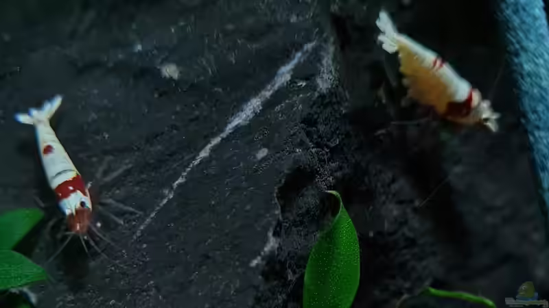 Black Rocks von David Schneider Aquaristik (15)