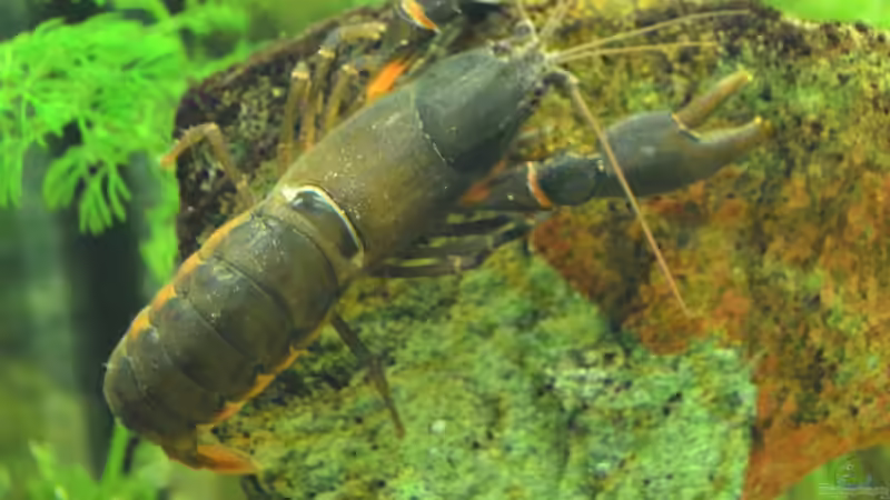 Black Scorpion Krebs 2 von Jan Marc (18)