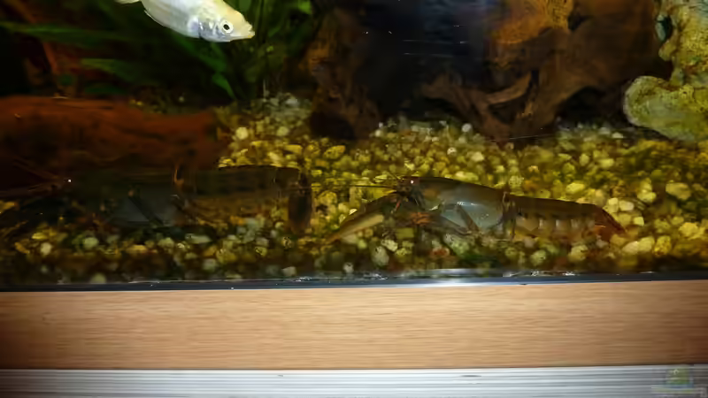 Krebse im Aquarium halten (Einrichtungsbeispiele für Krebs-Aquarien)