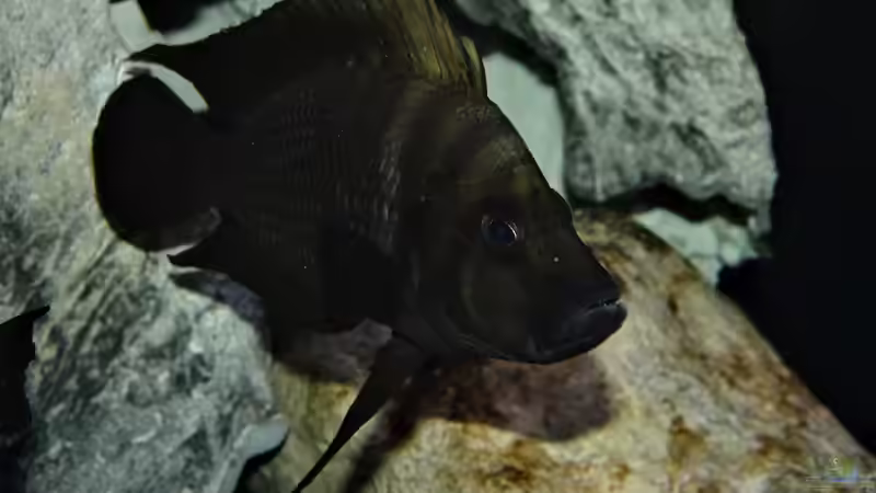 Black Widow ...rrrr... von Cichliden-Kabuff (39)