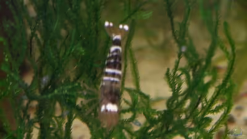 Black&White von Stefan Arenth (15)