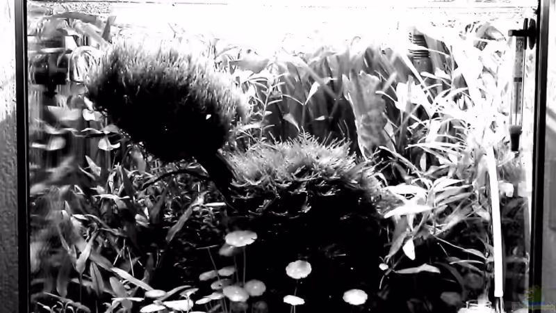 blackandwhite von El Hein (1)