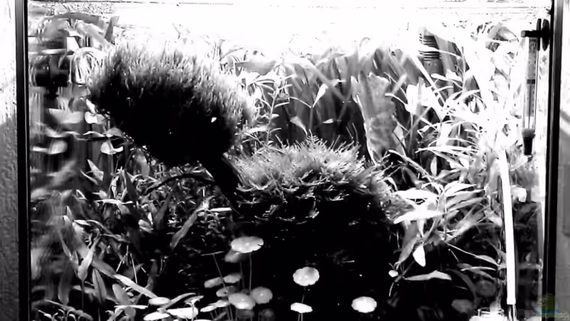 blackandwhite von El Hein (2)