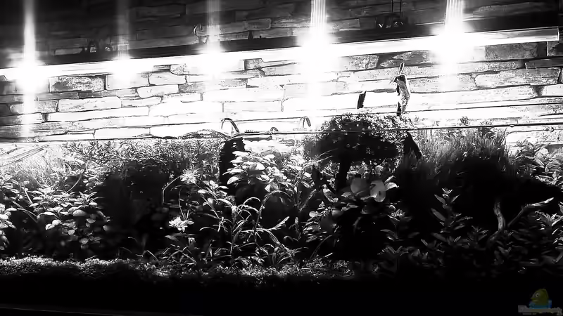 blackandwhite von El Hein (3)