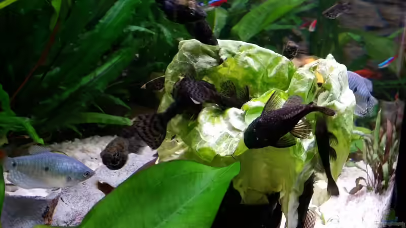 Blackmolly und Antennenwelse von Steffen und Felix (55)