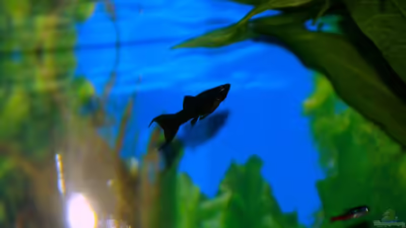 Blackmolly weibchen von Denis Aschenbach (13)