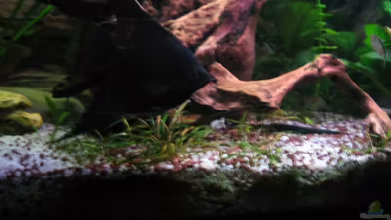 Blacky (der Chef) von Marco Weis (31)