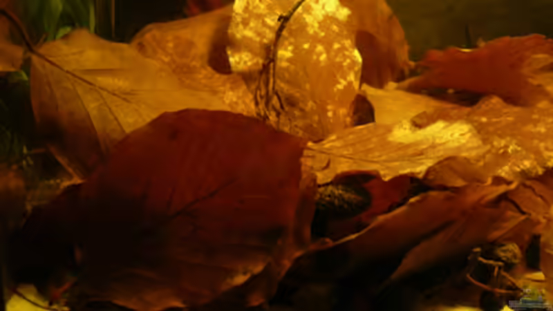 Blätter,... von Cichlid Power (6)