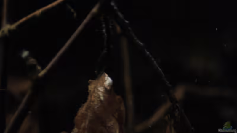 Blätter an den ??sten verleihen dem ganzen noch mehr natürlichkeit von Florian Bandhauer (17)