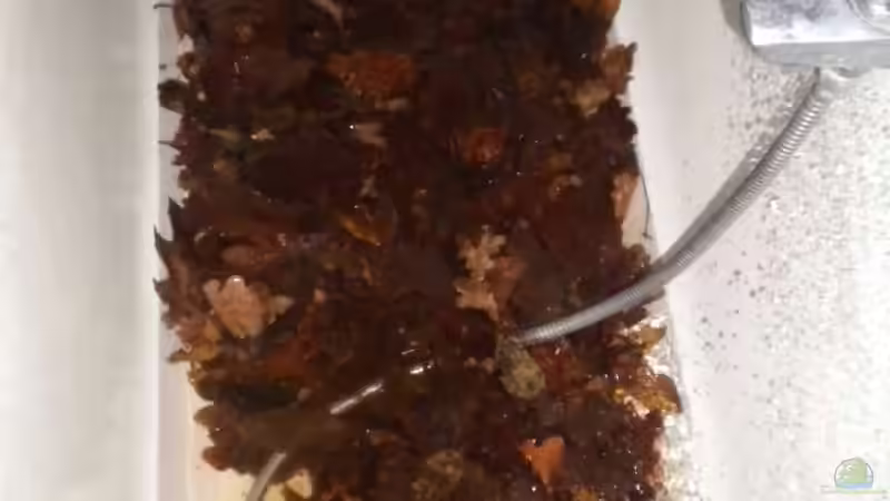 Blätter in der Wanne.... (Vorbereitung) von Benjamin Hamann (13)