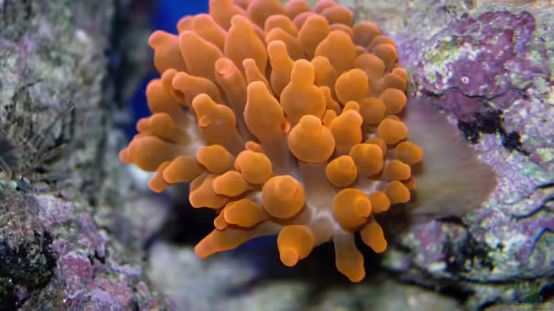 Blasenanemone Entacmaea quadricolor von Stefan Kamp (11)