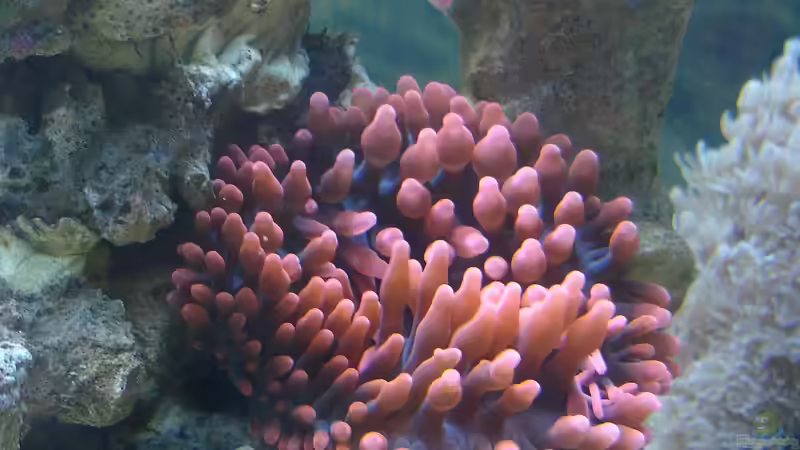 Blasenanemone im Juli. von Jane Vogeler (66)