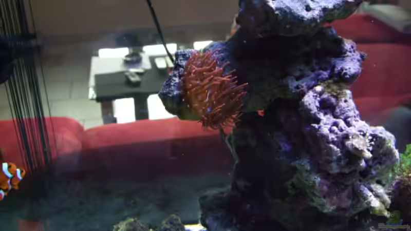 Blasenanemone von Salzeritis (13)