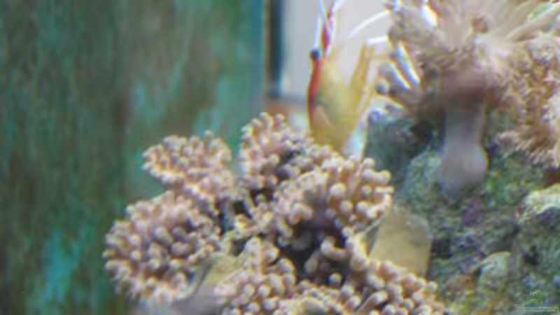 Blasenaneomne [ seit Ostern im Becken, wer weiß was sie hat, bitte melden! ] von Christian Schneider (16)