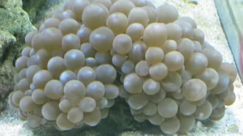 Blasenkoralle (Plerogyra sinuosa) von Benji (2)