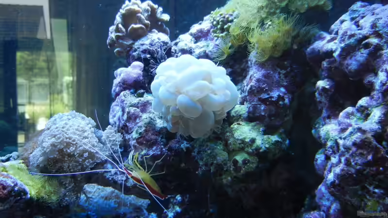 Blasenkoralle von JuWa (25)