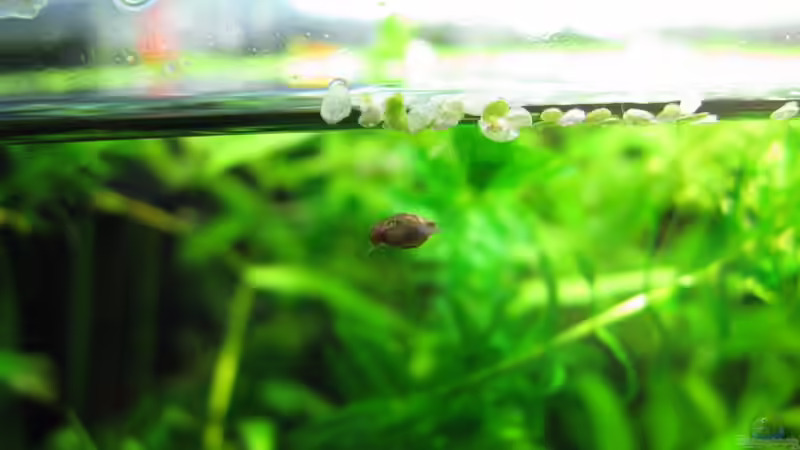 Einrichtungsbeispiele für Aquarien mit Blasenschnecken (Physidae)