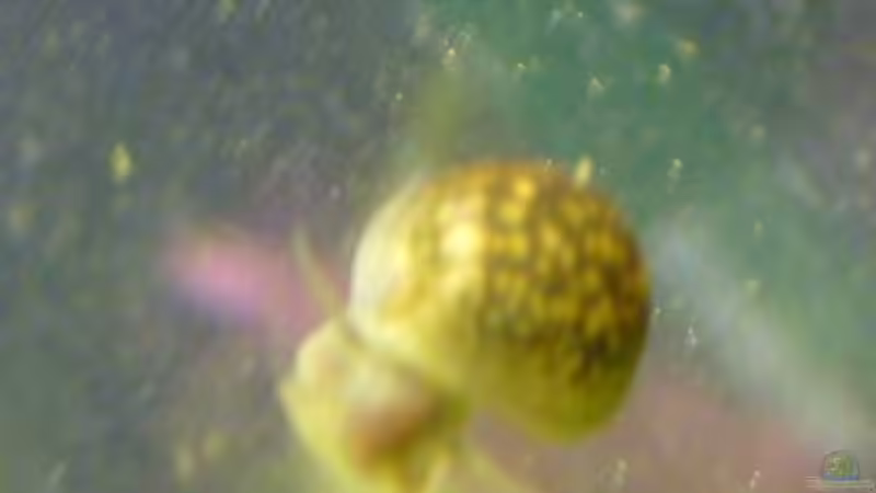 Blasenschnecke (4.6.2008) von Domi (31)