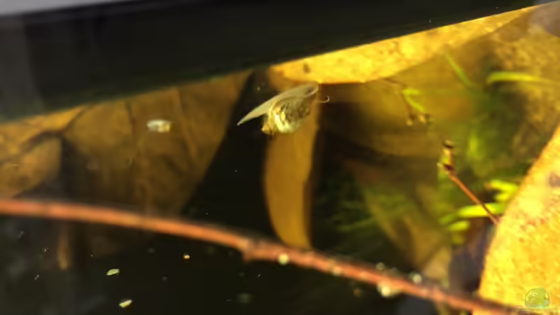 Blasenschnecke von Andy Garnier (15)