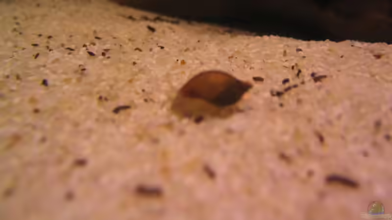 Blasenschnecke von HaubeDeluxe (4)