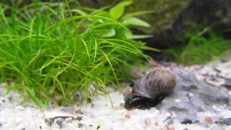 Blasenschnecke von Intershrimpview (30)