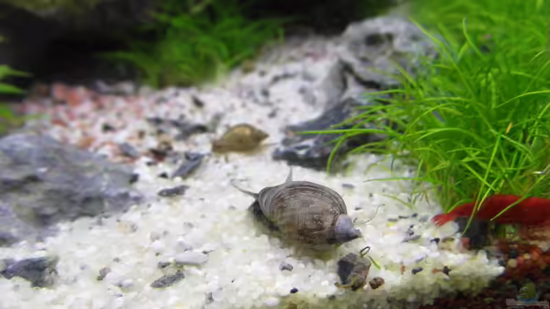 Blasenschnecke von Intershrimpview (33)