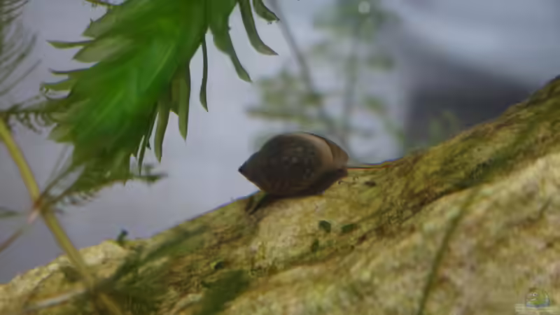 Blasenschnecke von paris (37)