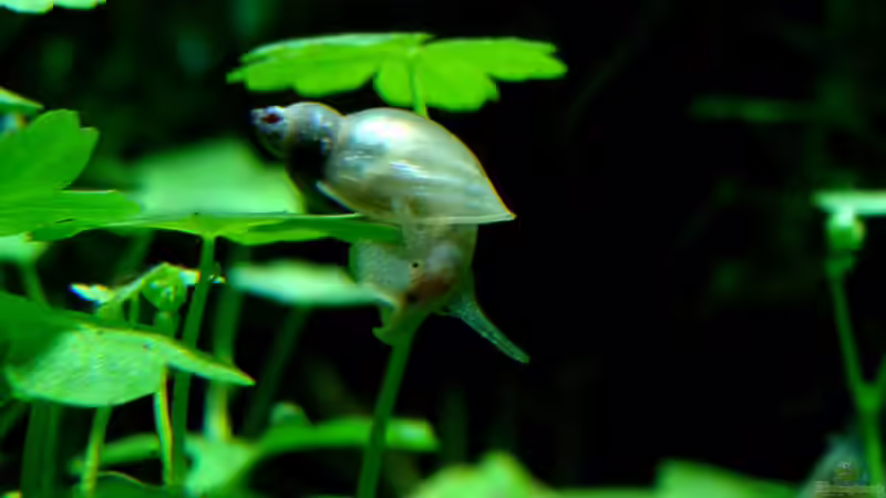 Einrichtungsbeispiele für Aquarien mit Blasenschnecken (Physidae)