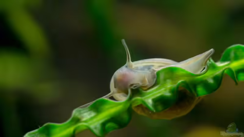 Einrichtungsbeispiele für Aquarien mit Blasenschnecken (Physidae)